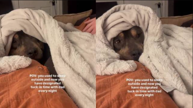 Rescue Dog Who Once Slept Outside Now Has the Sweetest Bedtime Ritual