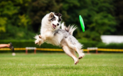 Is Your Dog Getting Enough Exercise? Here’s How Much They Really Need