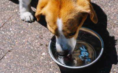 Don’t Wait Until They’re Thirsty: A Complete Guide to Keeping Your Pet Hydrated