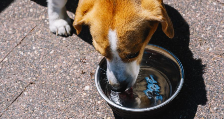 Don’t Wait Until They’re Thirsty: A Complete Guide to Keeping Your Pet Hydrated