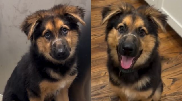 Rescue Puppy Had Every Reason to Fear People, But One Patient Woman Earned Her Trust