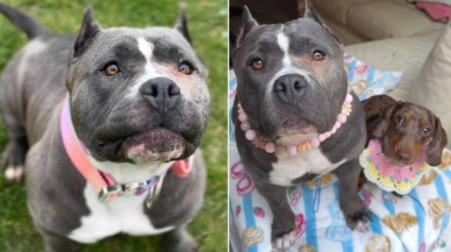 She Couldn’t Stop Searching For Her Babies Until This Little Dog Came Into Her Life