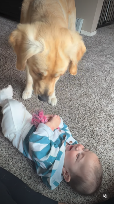 This Gentle Golden Retriever Knows Exactly How To Make A 6-Month-Old Giggle