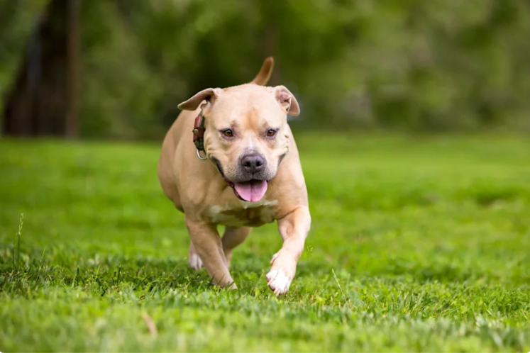 She Thought It Was Her Last Chance at Happiness—Then This Shelter Dog Got the Surprise of Her Life