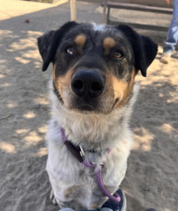 Jordan Is the Friendly Aussie Mix Who Could Be Your Perfect New Best Friend