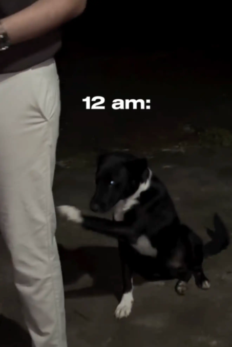 A Stray Dog Wouldn’t Stop Raising His Paw Until One Couple Realized He Needed Help