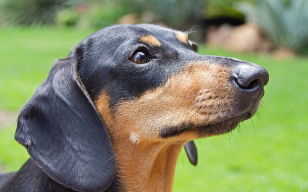 At His Oldest And Most Vulnerable, This Dachshund Finally Found Someone Willing To Save Him