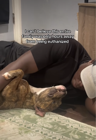 This Mama Dog Almost Lost Everything—Now She Sleeps Nose-to-Nose With Her Puppies