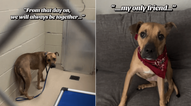 She Visited King At The Shelter, And His Life Changed Forever From That Moment On