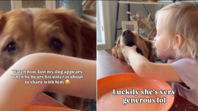 This Toddler Always Saves A Bite For Her Golden Retriever — And He Knows Exactly When To Show Up