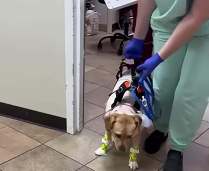 Badly Injured by a Bear, This Brave Rescue Dog Still Found His Way Home