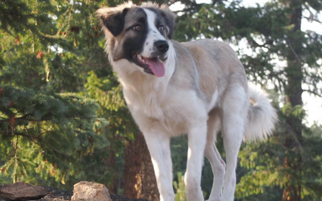 Tripod Puppy Digs His First Hole After Losing A Leg — And His Foster Mom Couldn’t Be Happier