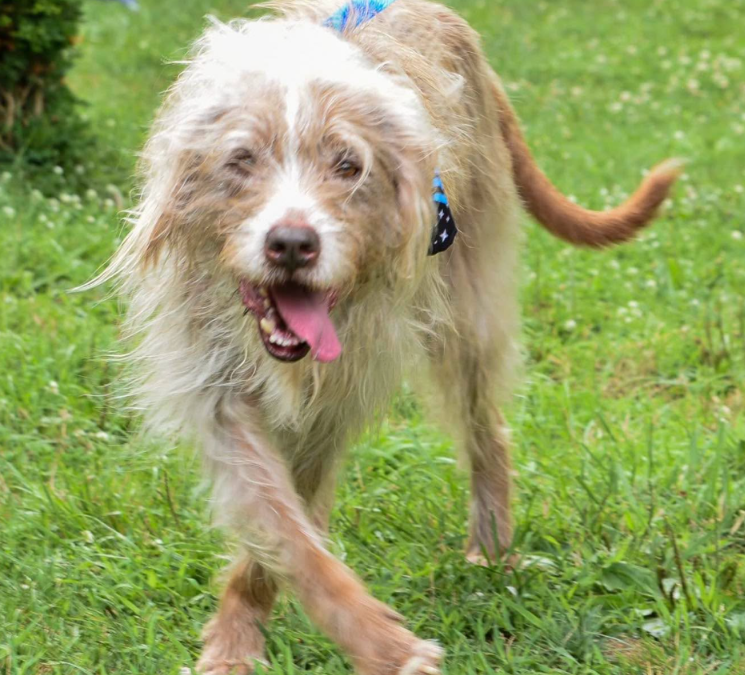 After 7 Long Years, This Shelter’s Longest-Resident Dog Finally Got the Goodbye Everyone Hoped For