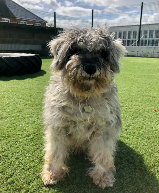 No One Expected This Rescue Dog’s Makeover To Reveal Such A Stunning Surprise
