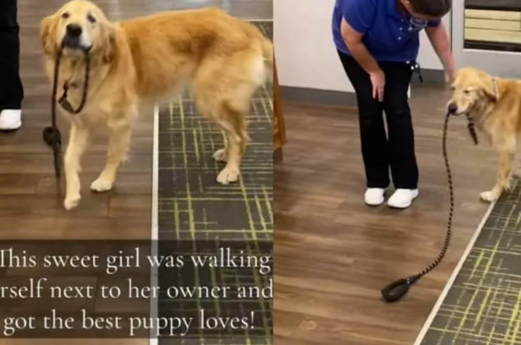Golden Retriever Decides She Doesn’t Need Her Human to Walk Her Anymore