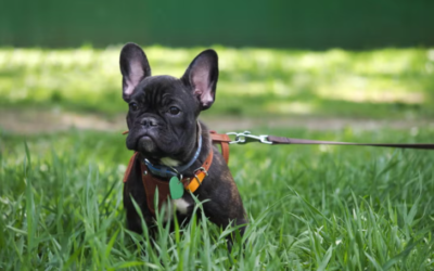 Your Puppy Pulling on the Leash? These Simple Tricks Can Change Everything