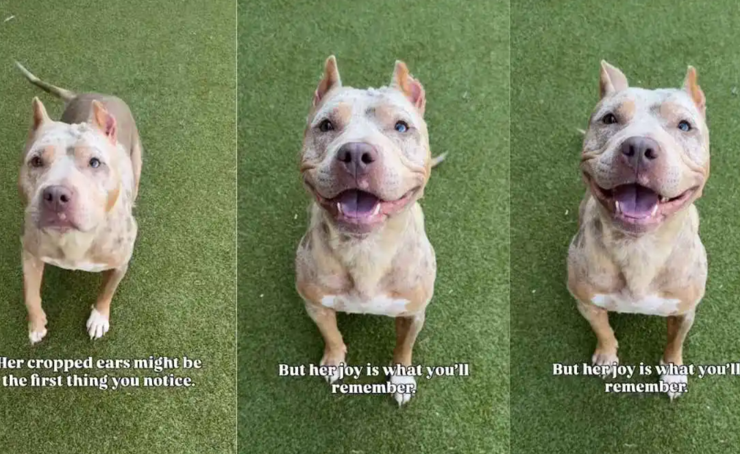Everyone Noticed This Shelter Dog’s Cropped Ears—Then Her Huge Smile Changed Everything