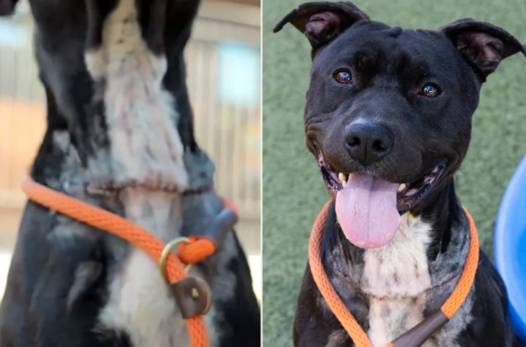 After a Terrifying Rescue, Loki Makes an Incredible Recovery and Finds His Family