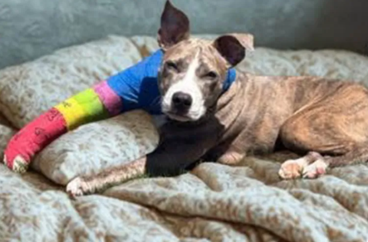 4-Month-Old Puppy Survives Horrific Fall From Third-Story Window