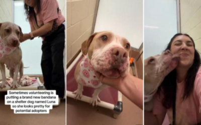 One Small Act of Kindness Made This Shelter Dog Shine Like Never Before