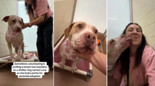 One Small Act of Kindness Made This Shelter Dog Shine Like Never Before