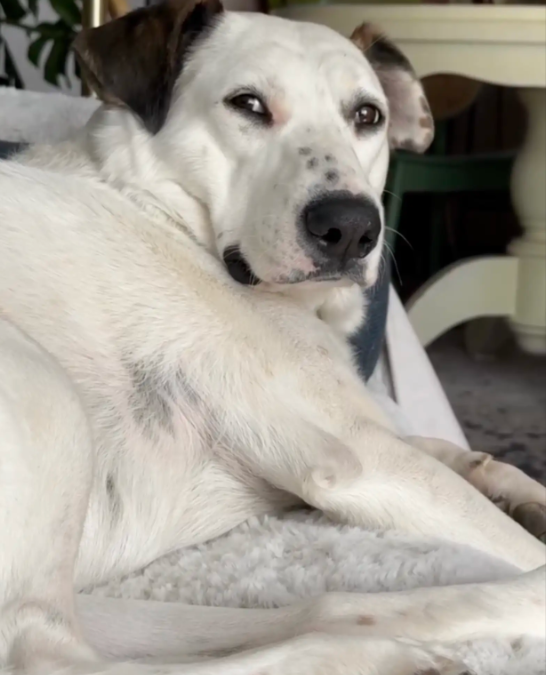 They Refused To Buy A Couch Without Their Dog’s Approval — So They Got Creative