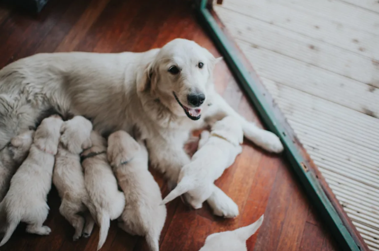 This New Dog Mom Just Had to Show Her Humans Her Precious Little Baby