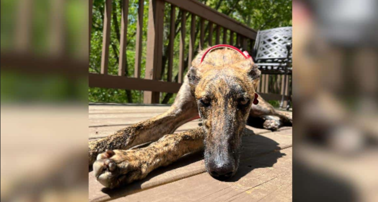 Abandoned Dog Waited Alone at a Train Station—Then His New Family Came Looking for Him