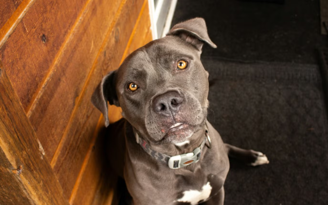 She Spent So Long Waiting in a Shelter, Then One Man Saw Her and Knew She Was the One