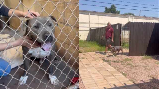 Shelter Dog Has No Idea His Final Walk Is Taking Him Straight Into His Happily Ever After