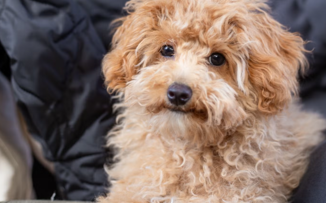One Look At This Rescue Pup’s Epic Underbite And You’ll Understand Why Everyone Loves Him