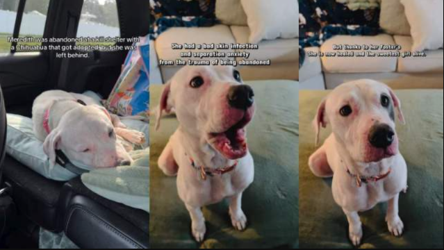 Abandoned Dog Watches Her Only Companion Get Adopted—Then Someone Finally Saves Her