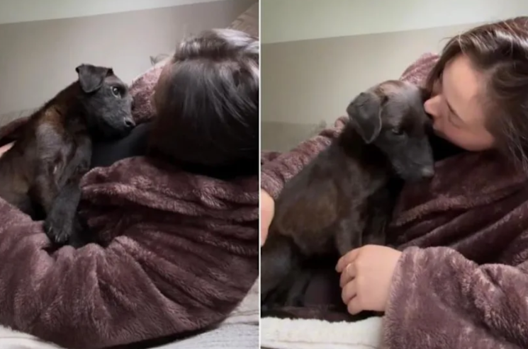 This Rescue Dog’s Quiet Cuddle Says Everything About Finding a Forever Home