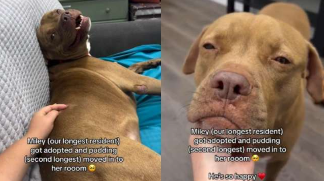 One Dog’s Adoption Opens the Door for Another Rescue Who Had Been Waiting Too