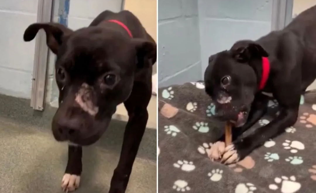 She Was Too Scared to Come Out of Hiding—Then a Patient Volunteer Won Her Heart