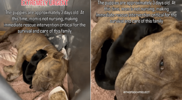 This Stray Mama Dog Is Doing Everything She Can To Protect Her Newborn Puppies