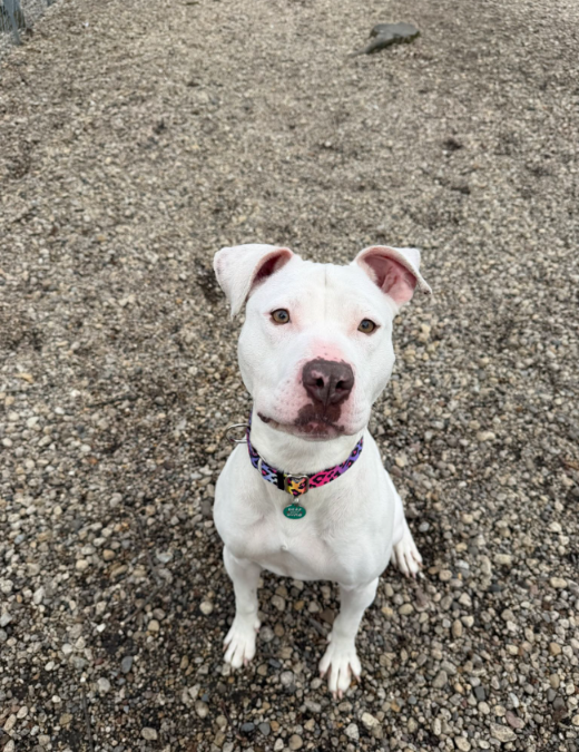 Shelter Dog Mummy Finally Leaves the Rescue and Shows Everyone Who She Really Is