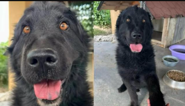 After Years on a Chain, This Rescue Dog Still Chose to Trust the People Who Saved Him