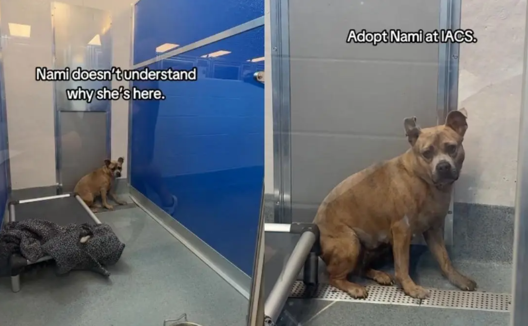 This Shelter Dog Looks Heartbroken Behind Bars, but All She Wants Is Room to Run