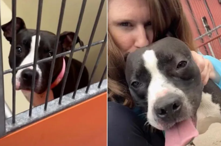 This Shelter Dog’s Goodbye Had Everyone In Tears, But Her Human Friend Had A Special Surprise