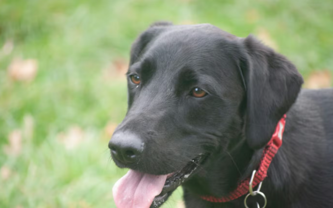 This Shelter Dog Had No Idea Her Next Visitor Was About To Change Her Life