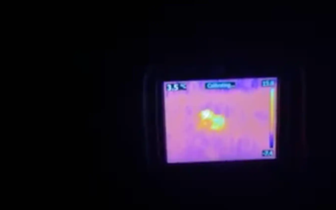 Rescuers Scan a Dark Park With a Thermal Camera—Then Spot a Tiny Puppy Hiding in the Woods