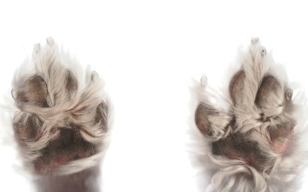 This Fluffy Mini Bernedoodle Looks So Much Like a Muppet, People Can’t Believe He’s Real