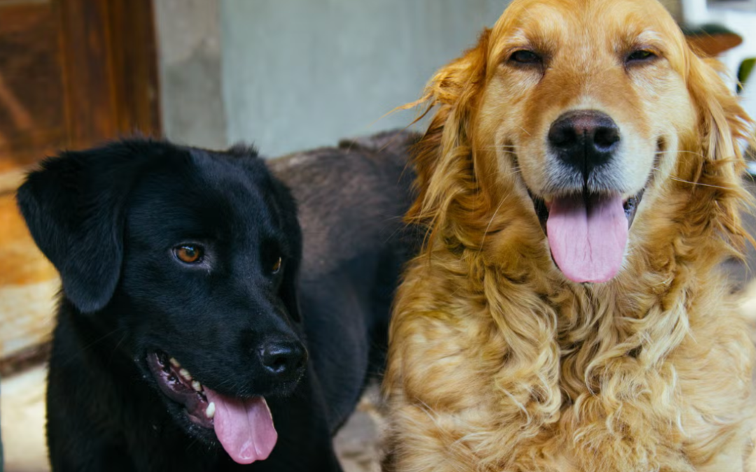 This Labrador Has One Goal: Make Sure the Golden Retriever Never Gets the Ball