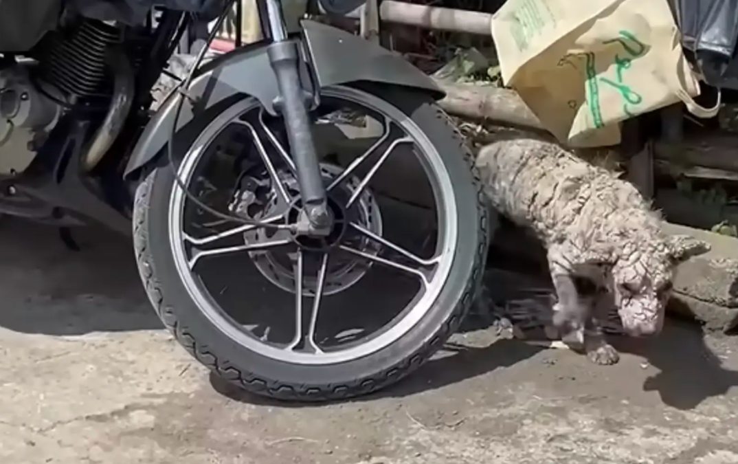 No One Could Believe What Was Hiding Beneath This Rescue Dog’s Painful Skin