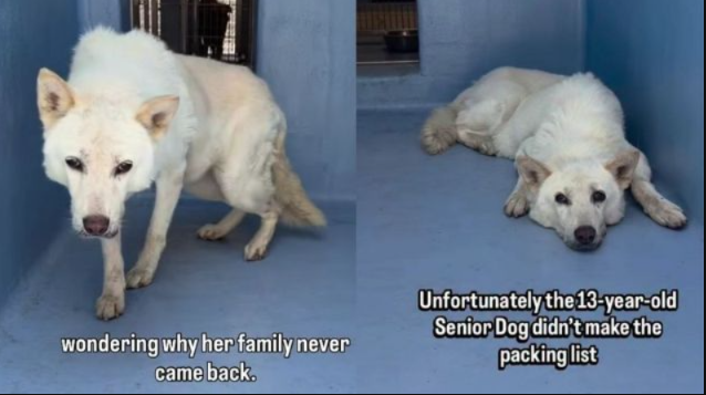 After 13 Loyal Years, This Senior Dog Was Left Behind When Her Family Moved
