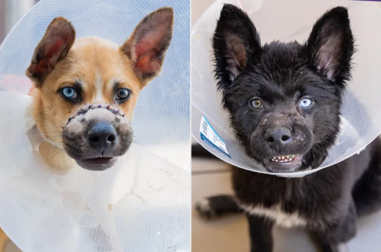 Their First Days Were Horrific, But These Two Puppies Finally Found The Loving Home They Deserved