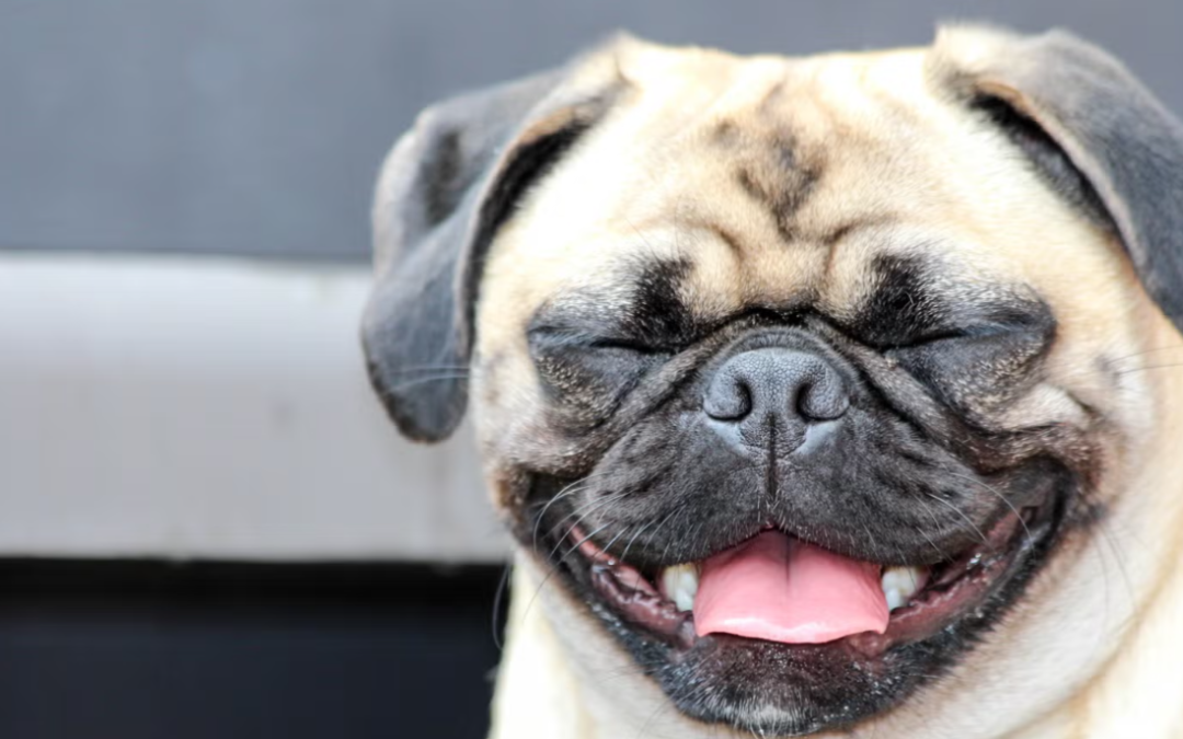 Potato the Pug Is Determined to Make His Giant Neighbor His New Best Friend