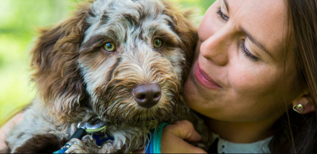 Stop the Accidents: 7 Simple Steps to Toilet Train Your Puppy