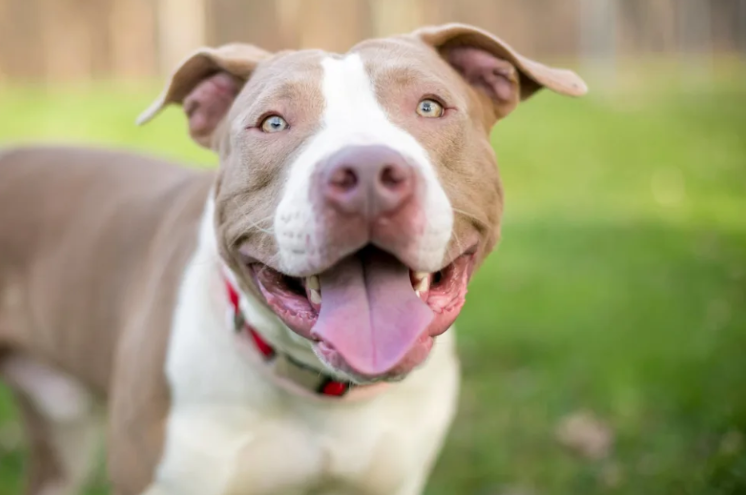 This Nervous Deaf Rescue Dog Finally Learned He Was Home—Then He Got the Perfect Companion